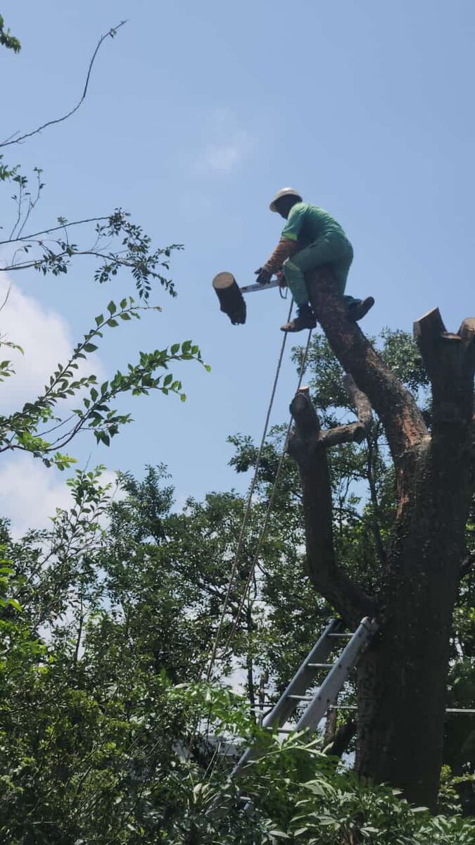 High risk tree removal Sinoville Pretoria