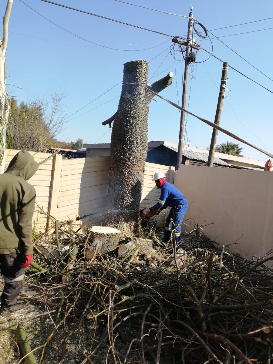 Tree felling near power lines Pretoria North
