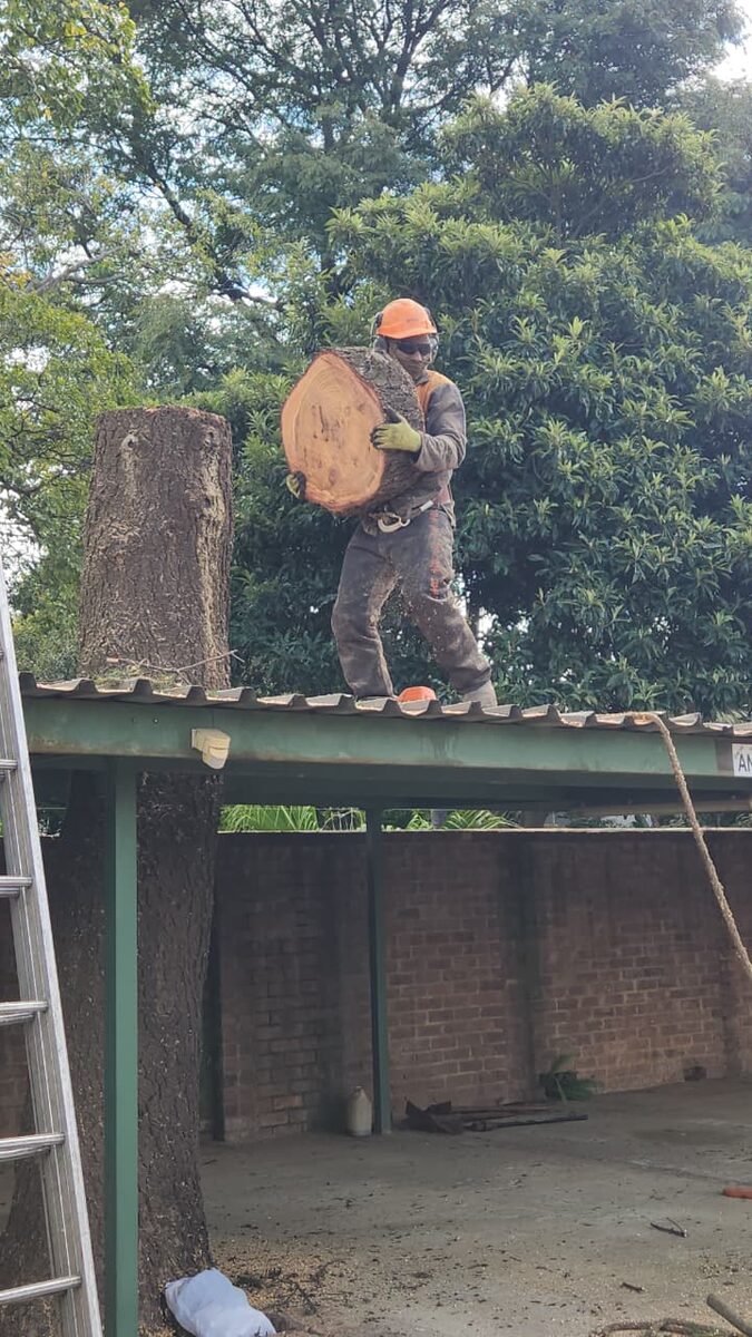 Tree felling roof clearance Pretoria - controlled log removal