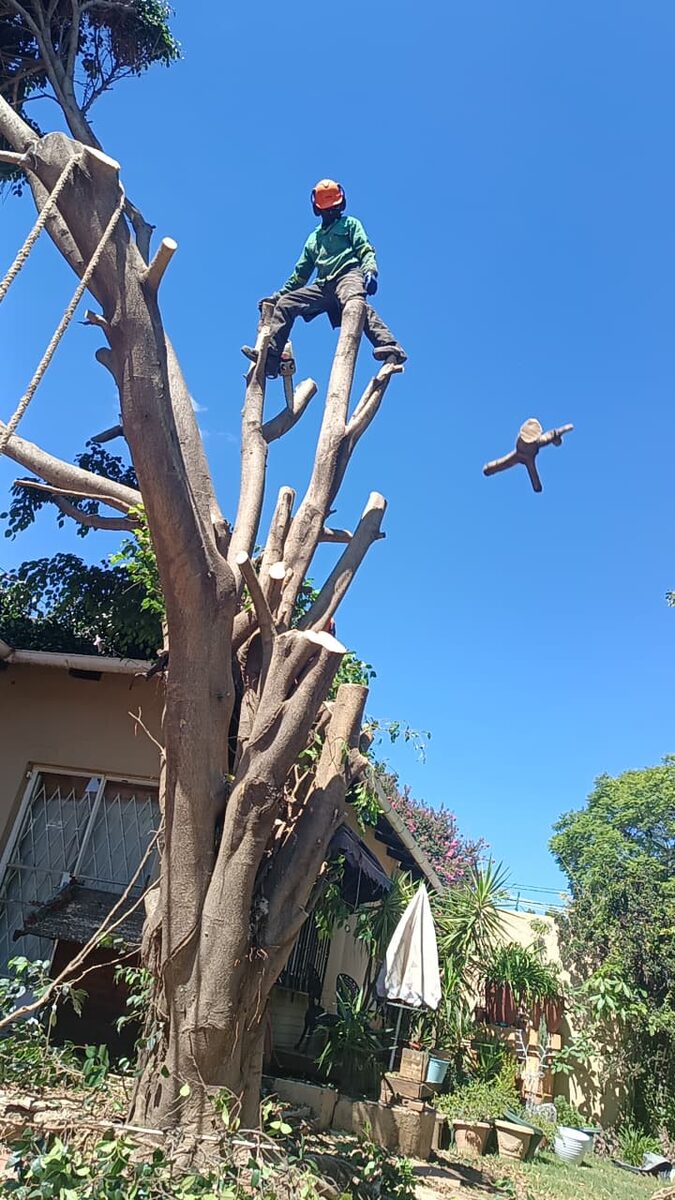 Tree felling Sinoville - climber performing sectional removal