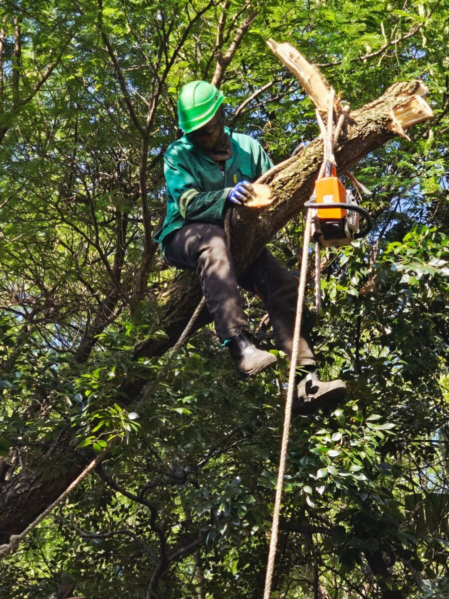 Tree removal Pretoria North - climber in large tree